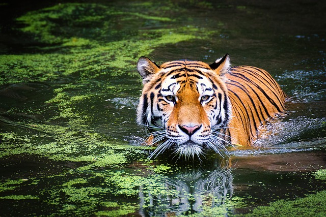 tiger, swamp, big cat, sariska national park