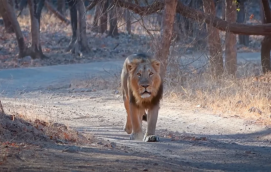 gir national park