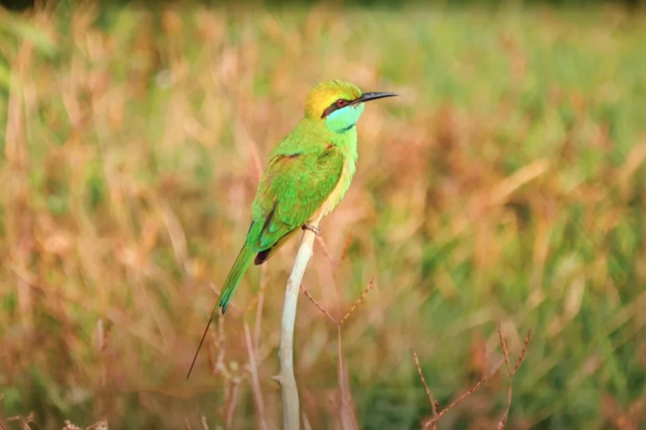 Thattekad Bird Sanctuary