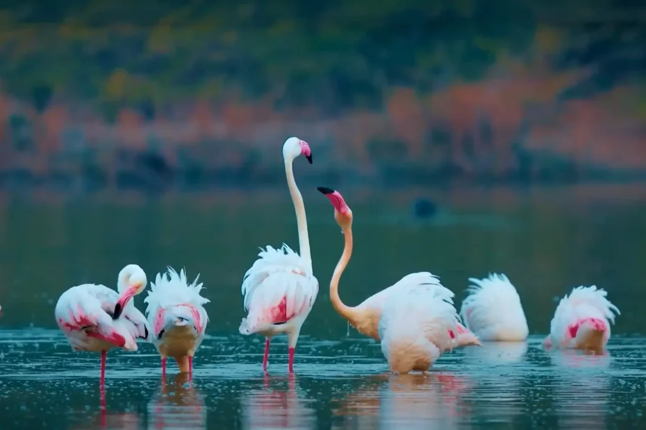 Flamingo Birds in Keoladeo National Park