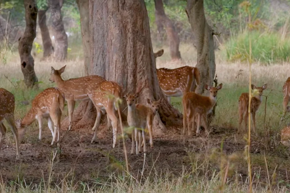 Madhav National Park