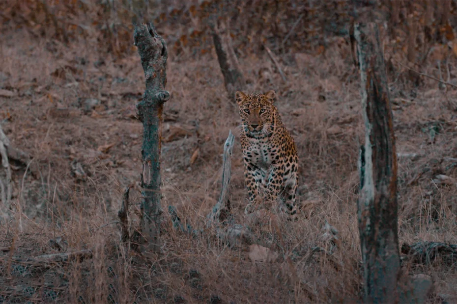 panna national park