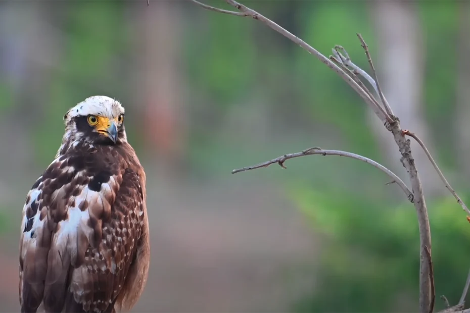 Pench National Park