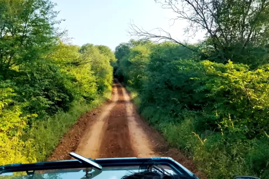 safari ride in ranthambore national park forest