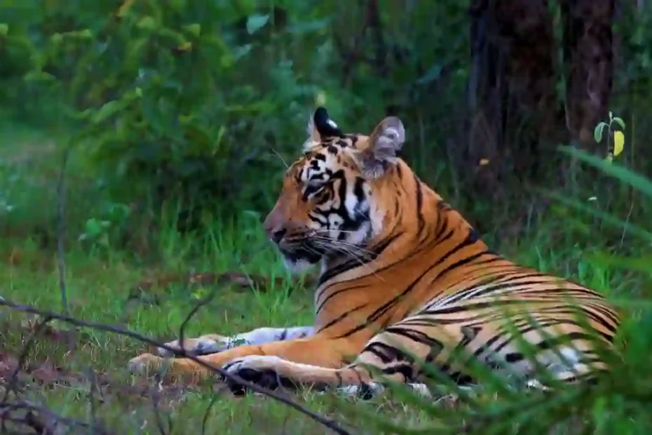 tiger sitting in the forest of tadoba national park