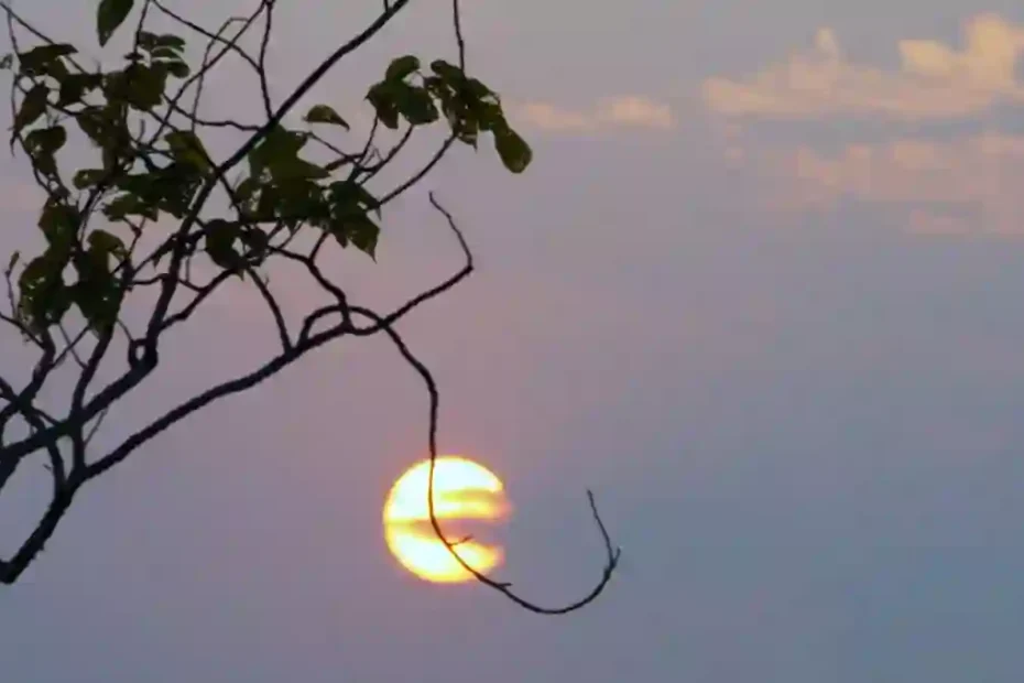 tree branch and sunset view in manas national park